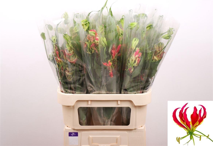 <h4>Gloriosa S Fift Shad</h4>