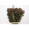 Viburnum Bes Red Xxl 80cm