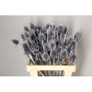 DF Dipsacus Silver Bs