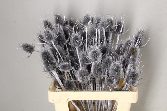 <h4>DF Dipsacus Silver Bs</h4>