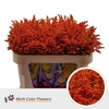 Solidago DYED Orange