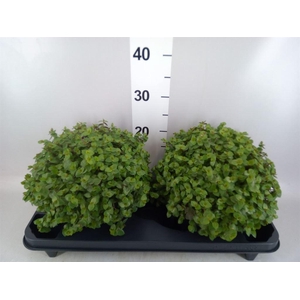 Callisia repens