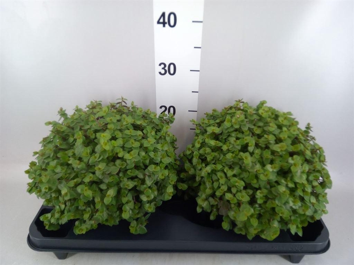 <h4>Callisia repens</h4>