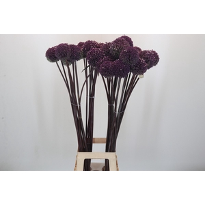 Allium Summer Drummer