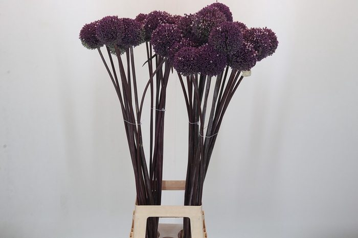 <h4>Allium Summer Drummer</h4>