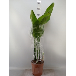 Strelitzia nicolai