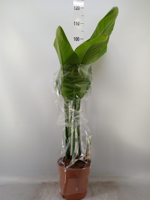 <h4>Strelitzia nicolai</h4>