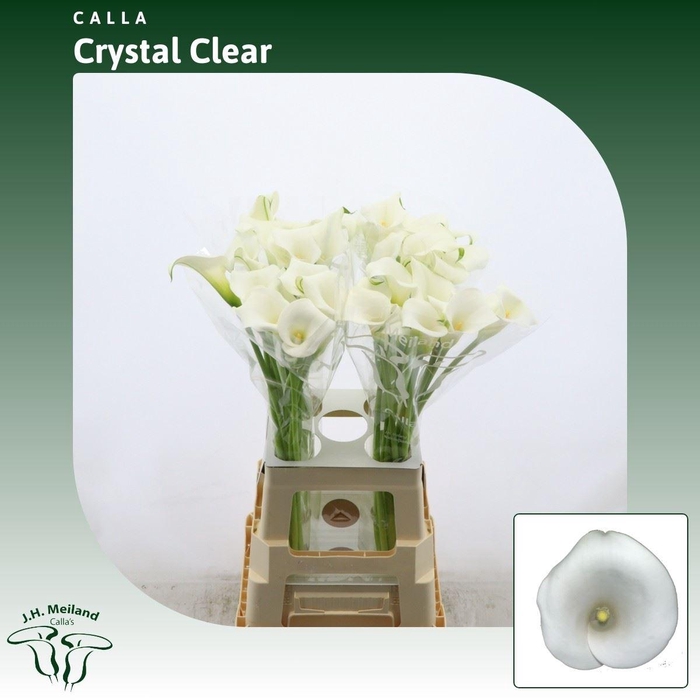 <h4>Calla Crystal Clear</h4>