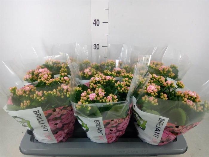 <h4>Kalanchoe  'RoseFlow Constance'</h4>