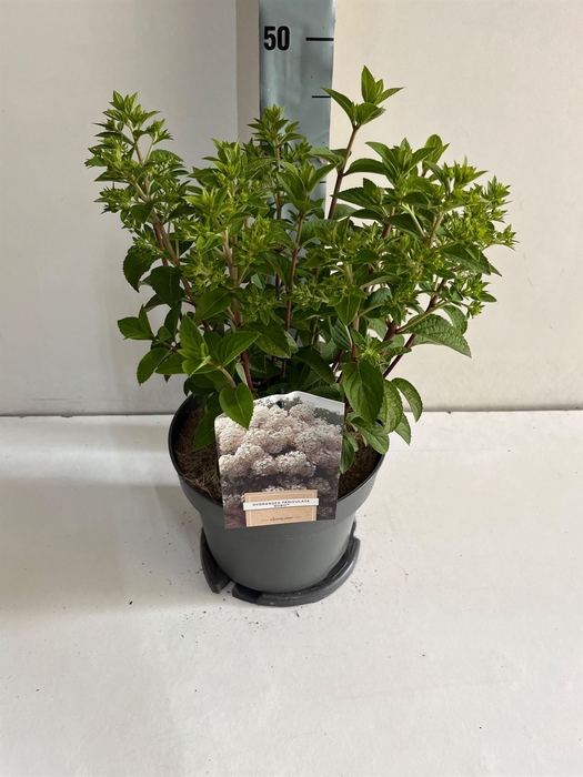 <h4>Hydrangea pan.</h4>