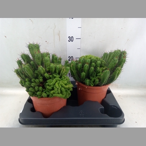 Euphorbia enopla