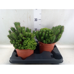 Euphorbia enopla