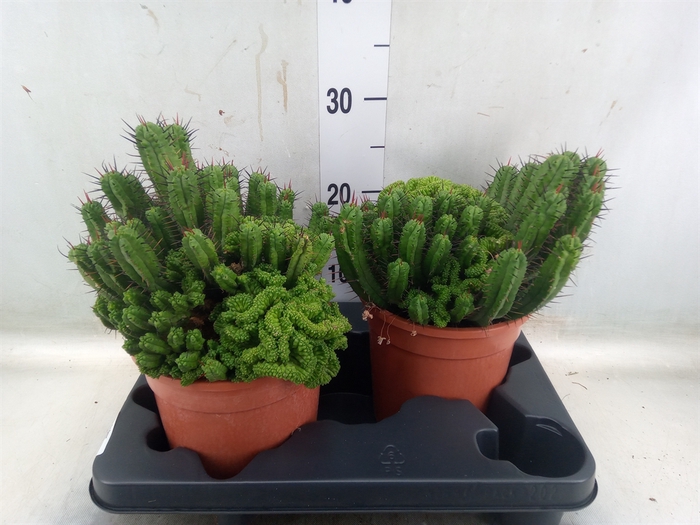 <h4>Euphorbia enopla</h4>