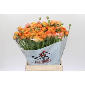 Ranunculus Elegance Orange
