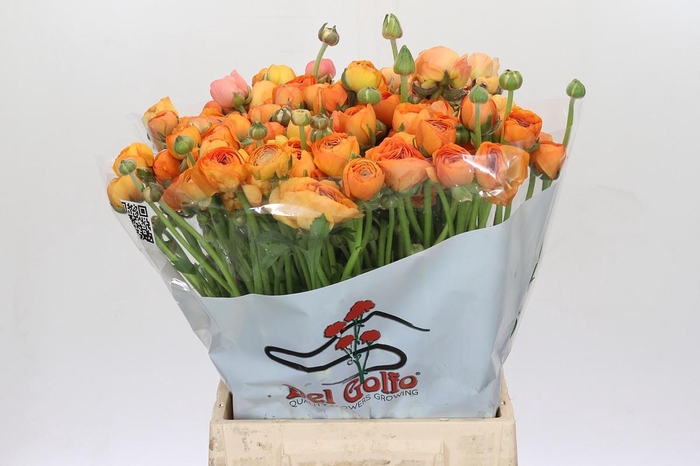 <h4>Ranunculus Elegance Orange</h4>