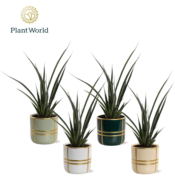 <h4>Sansevieria kirkii 'Friends' in keramiek Lauri</h4>