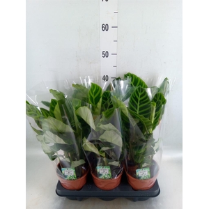 Calathea zebrina