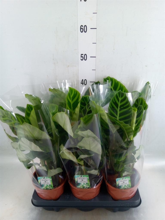 <h4>Calathea zebrina</h4>