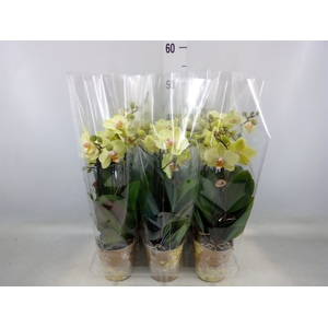 Phalaenopsis multi. 'Ant Grossetto'