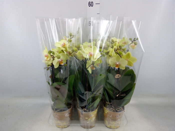 <h4>Phalaenopsis multi. 'Ant Grossetto'</h4>