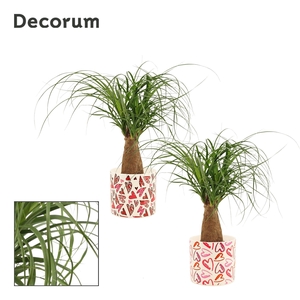 Beaucarnea Recht 12 cm in Julia (Deco-collection)