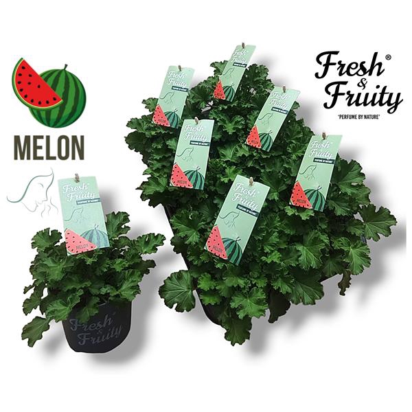 <h4>Pel. Fresh&Fruity® Melon Fresh</h4>