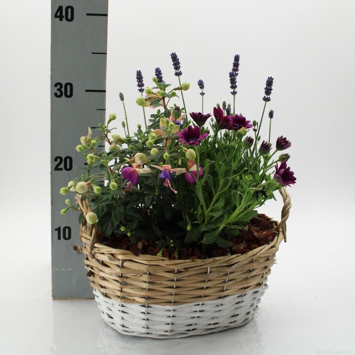 <h4>ARR TUINPLANTEN</h4>