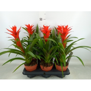 Guzmania  'Ostara'