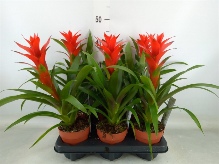 <h4>Guzmania  'Ostara'</h4>