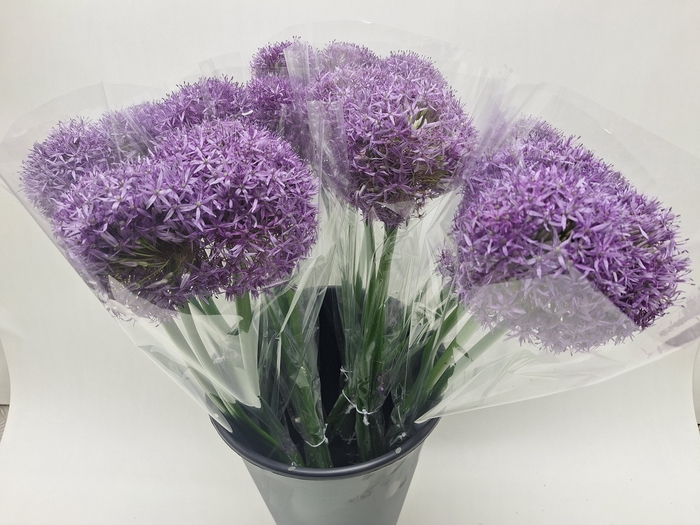<h4>Mono Allium Globemaster X3</h4>