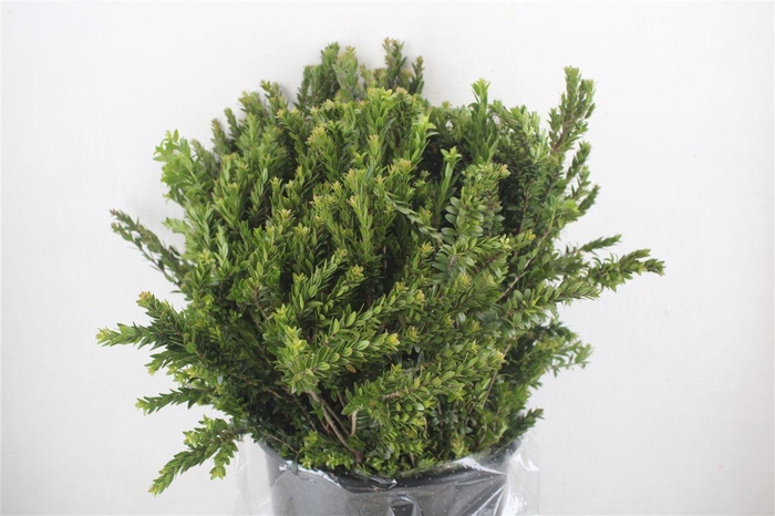 <h4>Myrthe Tarantino P Bunch</h4>