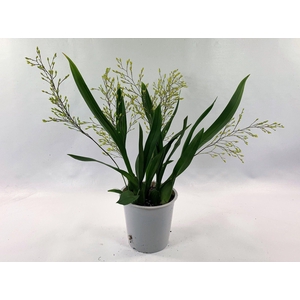 ONCIDIUM OV
