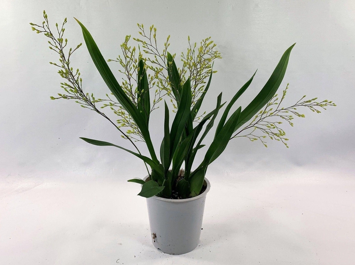 <h4>ONCIDIUM OV</h4>