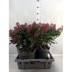 Skimmia jap. 'Rubella'