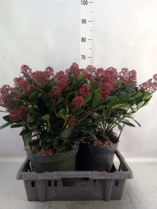 Skimmia jap. 'Rubella'