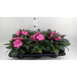 Impatiens NG 'ColPow Purple Flame'