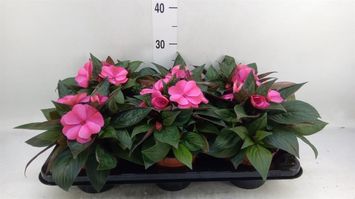 <h4>Impatiens NG 'ColPow Purple Flame'</h4>