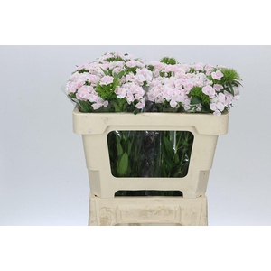Dianthus Br Earl