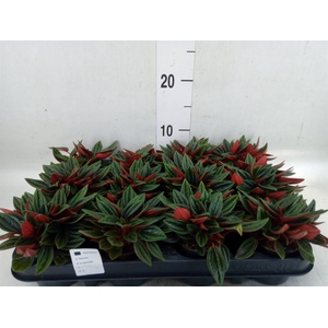 Peperomia caperata 'Rosso'