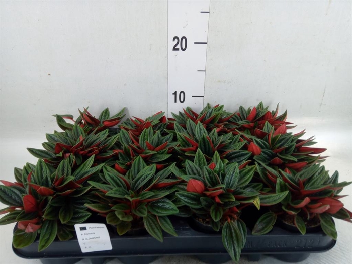 <h4>Peperomia caperata 'Rosso'</h4>