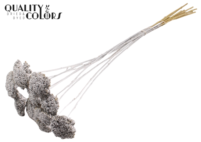 <h4>Achillea per stem Silver</h4>