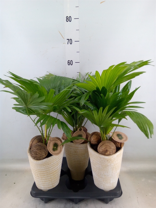 <h4>Livistona rotundifolia</h4>