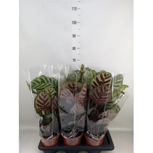 Calathea makoyana