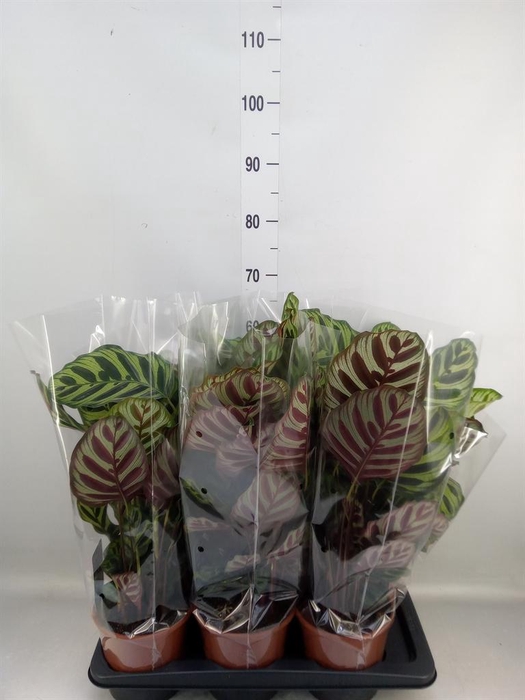 <h4>Calathea makoyana</h4>