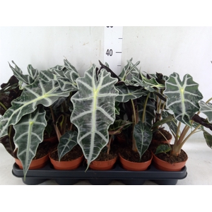 Alocasia amazonica 'Polly'