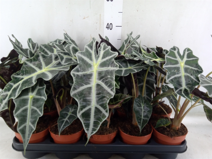 <h4>Alocasia amazonica 'Polly'</h4>