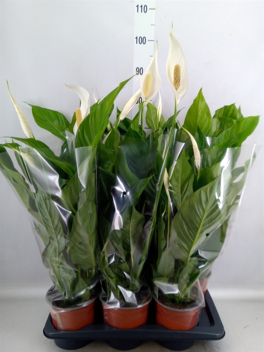 <h4>Spathiphyllum  'Bingo Cupido'</h4>