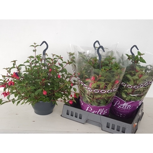 FUCHSIA DOLLARPRINZE