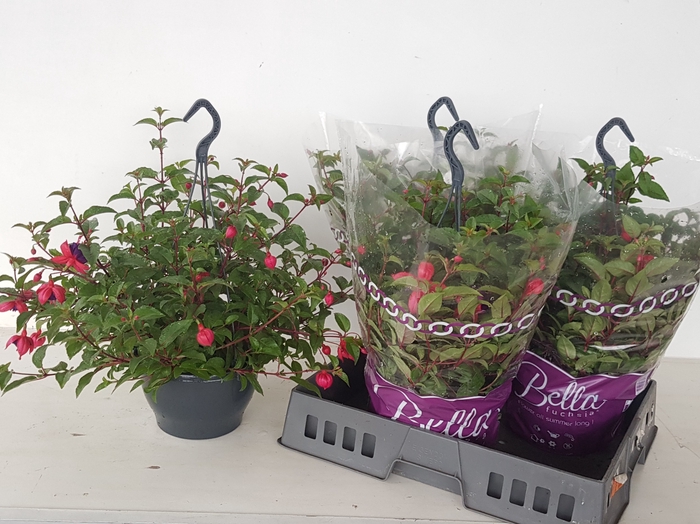 <h4>FUCHSIA DOLLARPRINZE</h4>