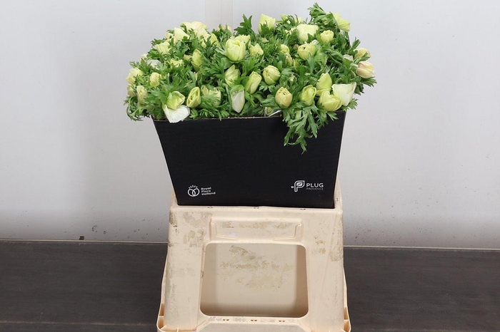 <h4>Anem Co Mar Panda</h4>